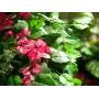 EUROPALMS Bougainvillea Kunstpflanze, Rosa, 150 cm 82507055