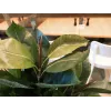 EUROPALMS Gummibaum Kunstpflanze, 120cm 82600150