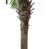 EUROPALMS Phoenix Palm Luxor, Kunstpflanze, 240cm 82510722