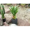 EUROPALMS Agave im Topf, Kunstpflanze, 75cm 82600160