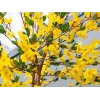 EUROPALMS Künstlicher Forsythienbaum mit 3 Stämmen, Gelb, 150cm 82507102