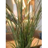 EUROPALMS Künstliches Schilfgras, 145cm, Grün/Braun, Vorgetopft 82600229