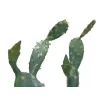EUROPALMS Blattkaktus Kunstpflanze, 76 cm, im Topf, Grün 82600064