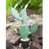 EUROPALMS Blattkaktus Kunstpflanze, 76 cm, im Topf, Grün 82600064