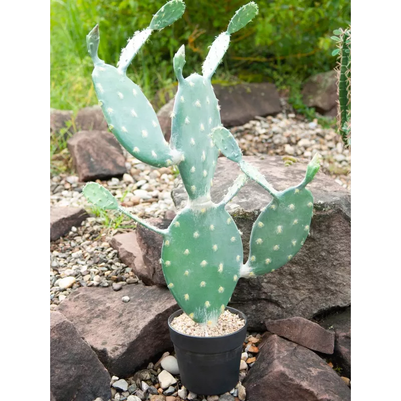 EUROPALMS Blattkaktus Kunstpflanze, 76 cm, im Topf, Grün 82600064