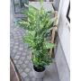 EUROPALMS Dieffenbachia Kunstpflanze 120cm 82508306