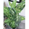 EUROPALMS Dieffenbachia Kunstpflanze 120cm 82508306