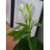 EUROPALMS Calla mini Künstliche Calla-Lilie Pflanze, Weiß, 43 cm 82540347