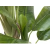 EUROPALMS Künstlicher Bananenbaum, 170cm, Grüne Blätter, Schwarzer Topf 82509539