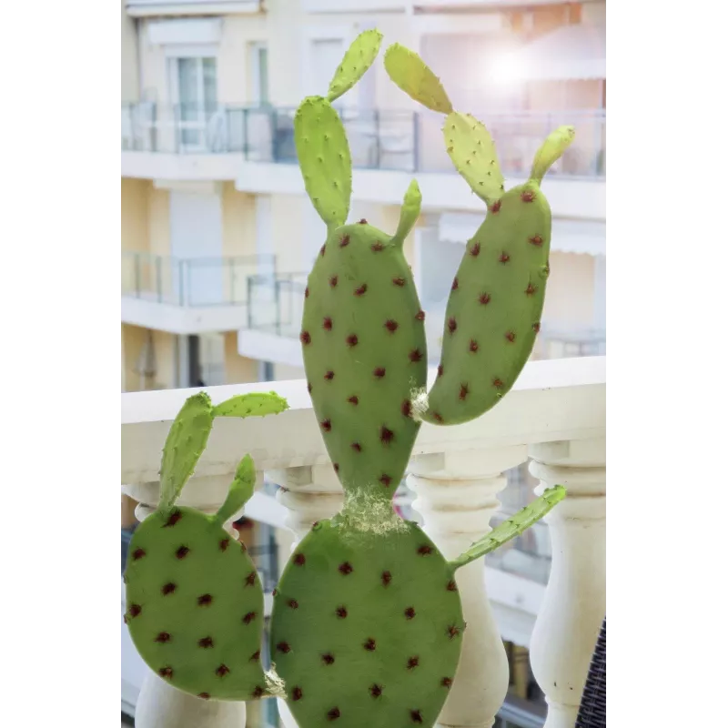 EUROPALMS Blattkaktus Kunstpflanze, 75cm 82600068