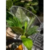 EUROPALMS Künstlicher Mangold-Busch, 45cm, Grün 82508302