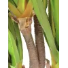 EUROPALMS Sabretooth Agave Kunstpflanze, 185cm 82600030