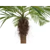 EUROPALMS Luxor Geschwungene Künstliche Phoenixpalme, 240cm 82510726