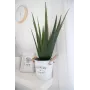 EUROPALMS Künstliche Aloe Vera Pflanze, 60 cm, Schwarzer Topf 82600167