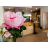 EUROPALMS Peony Branch Classic, Kunstpflanze, Rosa, 80cm 82530210