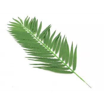 EUROPALMS Kokospalmenwedel, künstlich, 110cm, 12er-Pack 82509897