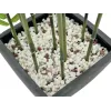 EUROPALMS Künstlicher Bambus in Dekorativer Schale, 120cm 82509261