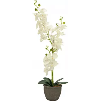 EUROPALMS Orchidee Kunstpflanze, Creme, 80cm 82530361