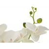EUROPALMS Orchidee Kunstpflanze, Creme, 80cm 82530361