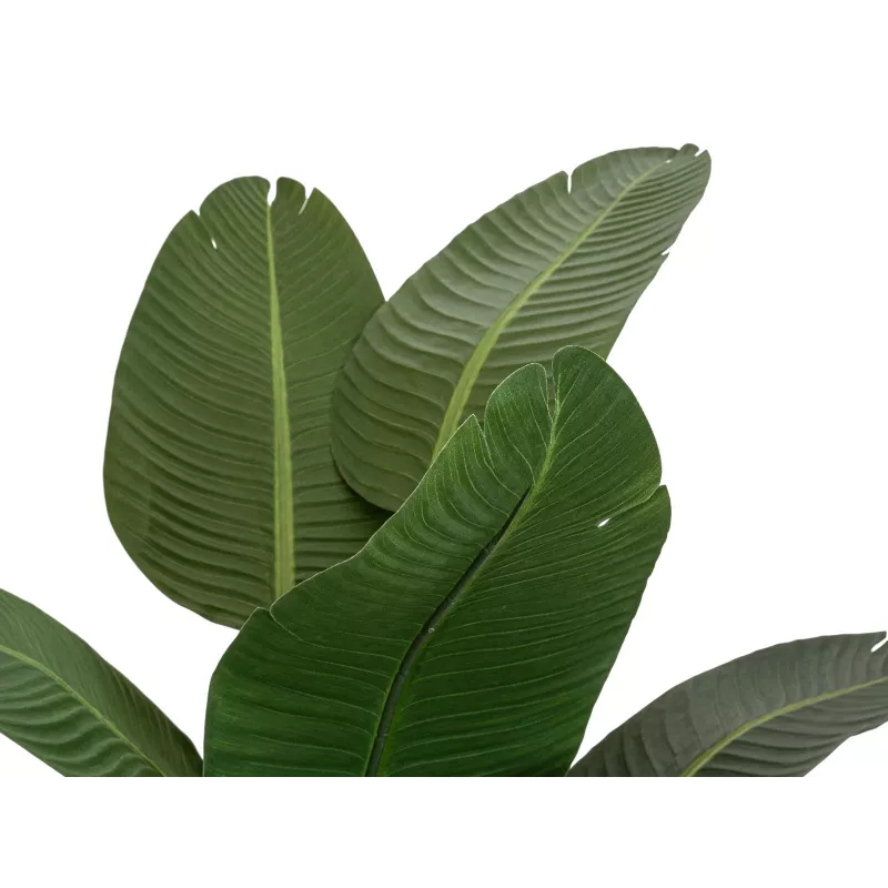 EUROPALMS Künstliche Strelitzia, 170 cm 82540523