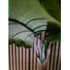 EUROPALMS Alocasia Kunstpflanze, 140cm, Grün, Schwarzer Topf 82508464