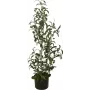 EUROPALMS Künstlicher Olivenbaum, 90 cm 82506422