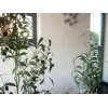 EUROPALMS Künstlicher Olivenbaum, 90 cm 82506422