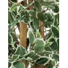 EUROPALMS Silberficus Benjamina Kunstpflanze, 180 cm 82506116