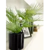 EUROPALMS Künstliche Fächerpalme im Topf, 55 cm 82509401