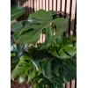EUROPALMS Monstera deliciosa Kunstpflanze, 90cm 82600220
