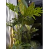 EUROPALMS Split-Leaf Philodendron Kunstpflanze, 120 cm 82600222