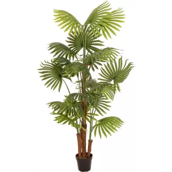 EUROPALMS Künstliche Fächerpalme, 165 cm 82509305