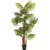 EUROPALMS Künstliche Fächerpalme, 165 cm 82509305