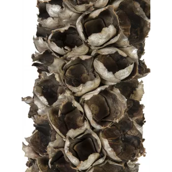 EUROPALMS Cacho Coco Künstliche Kokospalme, 120-190 cm, Echter Holzstamm, 12 Wedel, Indoor 83502349