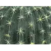 EUROPALMS Künstlicher Kugelkaktus, 34 cm 82600063