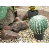 EUROPALMS Künstlicher Kugelkaktus, 34 cm 82600063
