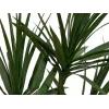 EUROPALMS Dracena Kunstpflanze, Grün, 170 cm 82505799