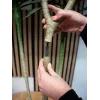 EUROPALMS Dracena Kunstpflanze, Grün, 170 cm 82505799