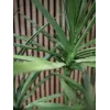 EUROPALMS Dracena Kunstpflanze, Grün, 170 cm 82505799