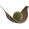 EUROPALMS Sukkulenten-Kugel (EVA), Kunstpflanze, Grün, 20cm 82531071