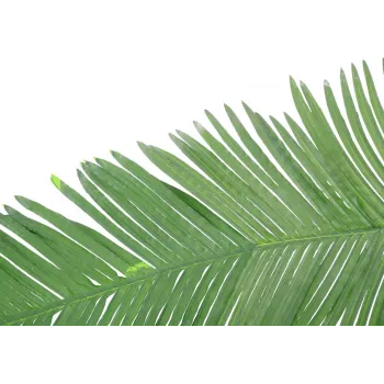 EUROPALMS Künstlicher Kokos-Königspalmenwedel, 180cm 82509847