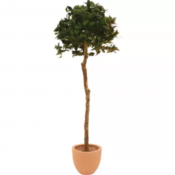 EUROPALMS Künstlicher Lorbeerkugelbaum, 180cm 82506946