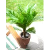 EUROPALMS Cycas Palme Kunstpflanze, 70 cm 82509604