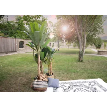EUROPALMS Künstlicher Bananenbaum, 210 cm 82509507