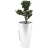 EUROPALMS Bonsai Podocarpus Künstliche Pflanze, 80cm 82600116