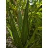 EUROPALMS Aloe (EVA), künstlich, grün, 50cm (82530570)