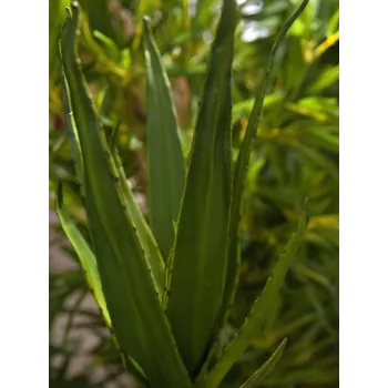 EUROPALMS Aloe (EVA), künstlich, grün, 50cm (82530570)