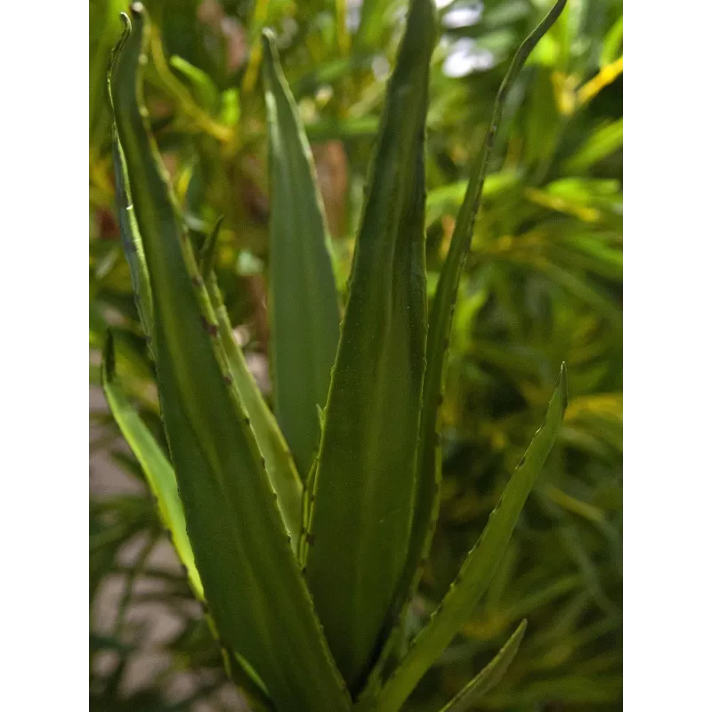 EUROPALMS Aloe (EVA), künstlich, grün, 50cm (82530570)