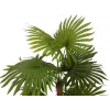 EUROPALMS Fächerpalme Kunstpflanze 130cm 82509302