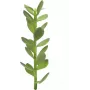 EUROPALMS Glücksbaum-Sprössling Kunstpflanze, 30cm 82809010